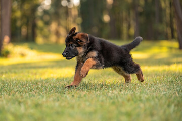 German Shepherd puppy at the park on green grass and sunny day. Playful 8 week old puppy. 