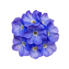 Close Up of Blue Flowers with White Background