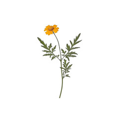 Single Yellow Wildflower with Green Stem and Leaves on a White Background