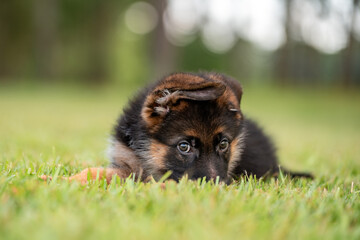 German Shepherd puppy at the park on green grass and sunny day. Playful 8 week old puppy. 