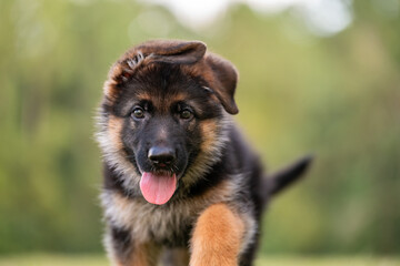 German Shepherd puppy at the park on green grass and sunny day. Playful 8 week old puppy. 