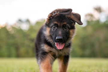 German Shepherd puppy at the park on green grass and sunny day. Playful 8 week old puppy. 