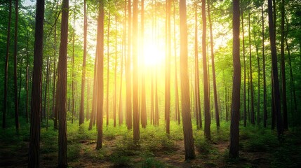 Naklejka premium Sunlight filters through tall trees in a serene forest setting.