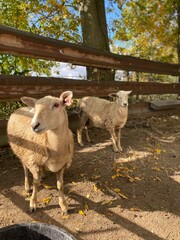 Two beautiful ewe sheep sisters on a farm in indiana