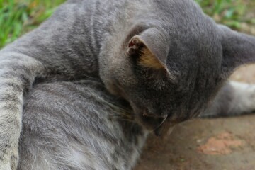 A grey cat is lying on the grass.