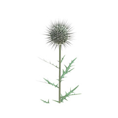 Fototapeta premium Globe Thistle Flower with Spiky Stem Isolated on White Background