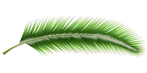 Obraz premium Tropical nature green palm leaf on transparent cutout background, PNG file. Mockup clipart template for artwork design