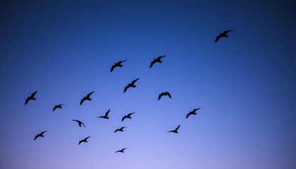 Fototapeta premium A flock of birds soars across the sky at twilight, their dark silhouettes standing out against the deepening shades of blue and purple.