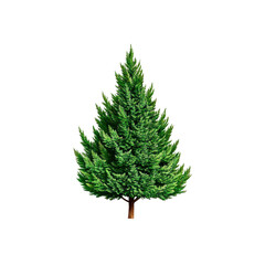 Fototapeta premium Green Evergreen Tree with Brown Trunk