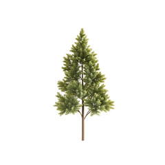 Fototapeta premium Isolated Evergreen Tree with White Background