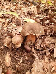 Gruppo di funghi porcini nel bosco, primo piano