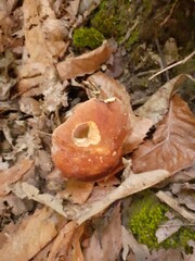 Crescita di funghi porcini nel bosco