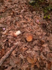 Crescita di funghi porcini nel bosco