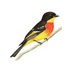 Naklejka premium Colorful Bird Perched on a Branch