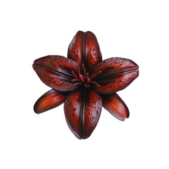Single Red Lily Flower Isolated on White Background