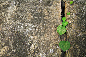 Weeds are growing in the cracks of the cement 
