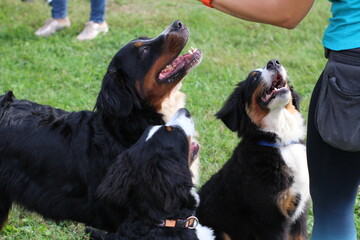 Dog, Cane, Bovaro del Bernese, Bovaro Svizzero, Bernese Mountain Dog
