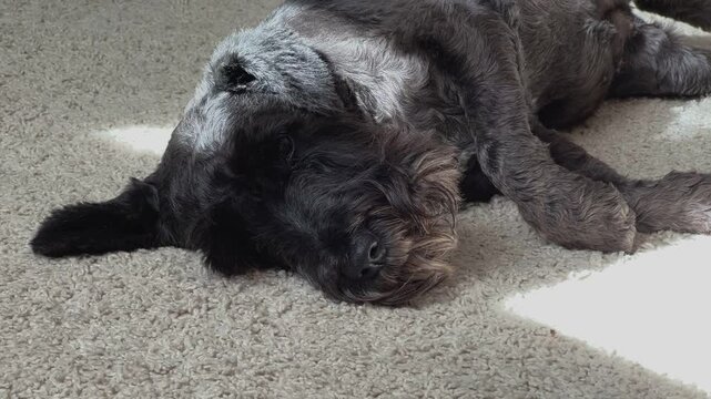 Sad, sleepy beauty solid black, miniature Schnauzer terrier dog, white terrier dog lying on the coach. Cute face, close up.