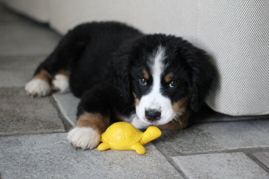 Dog, Cane, Bovaro del Bernese, Bovaro Svizzero, Bernese Mountain Dog
