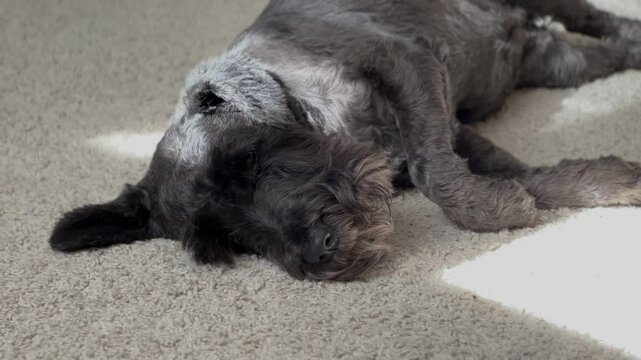 Sad, sleepy beauty solid black, miniature Schnauzer terrier dog, white terrier dog lying on the coach. Cute face, close up.