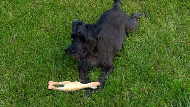 Happy, cute, solid black miniature Schnauzer terrier dog l playing with a toy the on grass. Beautiful happy dog playing on the grass.
