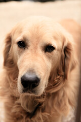Obraz premium Golden retriever posing calmly in a sunlit courtyard in Cyprus, showcasing a peaceful moment during the afternoon