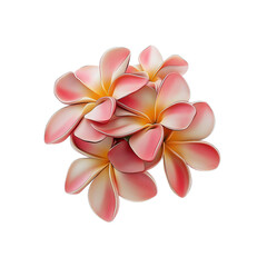 Fototapeta premium Pink and Yellow Plumeria Flowers on White Background