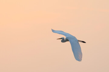 Beautiful Egret flying in the sky during sunset.