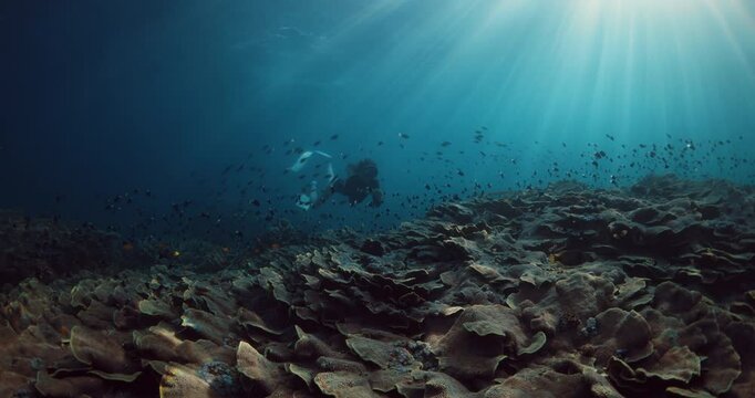 Woman freediver with fins swims in tropical sea over coral reef. Freediving with beautiful sexy woman, underwater view