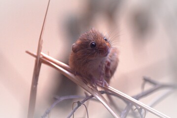 Mouse among dry wheat ears