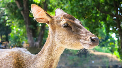 close up side view of doe face in the bright sunny day. tame deer in the city park or zoo. wildlife concept.