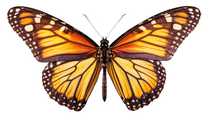 Fototapeta premium A colorful butterfly with orange and black wings isolated on a white background