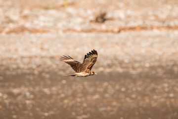 bird in flight above the water yellow headed caracara bird of prey