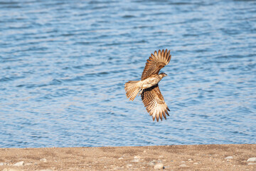 bird in flight above the water yellow headed caracara bird of prey