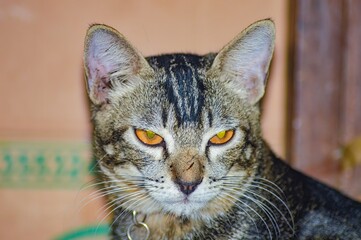 Close up of a striped cat with striking orange eyes, looking directly at the camera. Perfect for pet related content and animal lovers