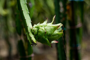Green ripe dragon fruit. Close-up of large fruit. Ripe, the fruit will turn red