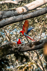 scarlet macaw birds parrot animal Costa Rica