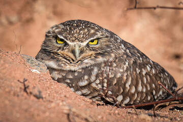 Burrowing Owl - Arizona