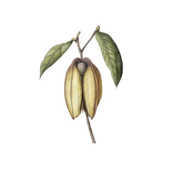 Hand Drawn Illustration of a Ylang Ylang Flower
