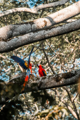 Naklejka premium scarlet macaw birds parrot animal Costa Rica