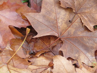curious dried leaves fallen from the tree end autumn period cycle