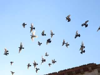 beautiful pigeons birds feathers fly beak hunt city rat peace plague