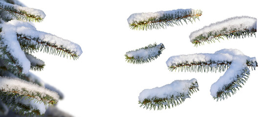 A real Christmas tree covered in snow on the left with isolated pine tree branches with frost and snow cut out against a transparent background on the right.