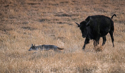 Coyote vs. Bison