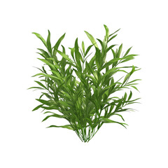 Fototapeta premium Lush Green Foliage Plant