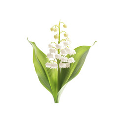 Obraz premium Lily of the Valley Flowers with Green Leaves