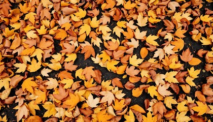 With the arrival of autumn, fallen leaves begin to scatter on the ground.