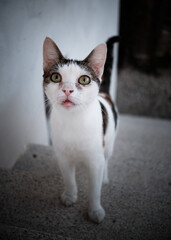 Foto scattata sulle rive del fiume Borbera a Cantalupo Ligure ad un cucciolo di gatto.