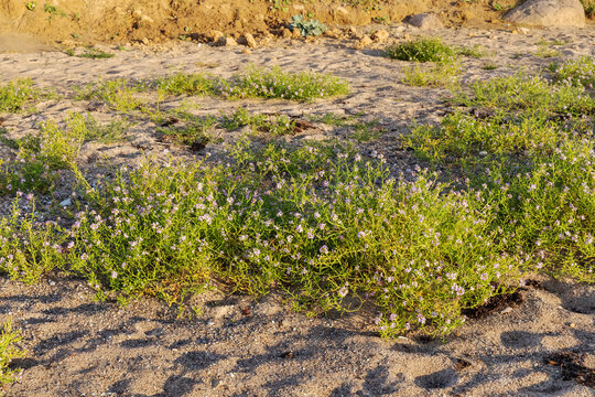 Bl&uuml;hender Europ&auml;ischer Meersenf (Cakile maritima, sea rocket) im Abendlicht am Strand der Ostsee bei Heiligenhafen in Schleswig-Holstein.