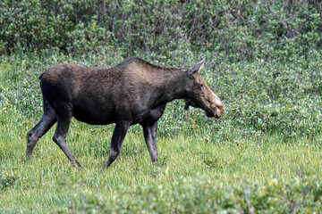 Moose - Cow - Colorado